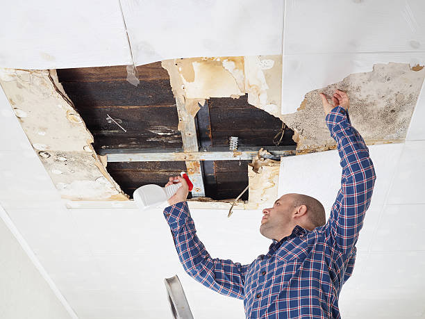 Best Attic Mold Removal  in Burlingame, CA